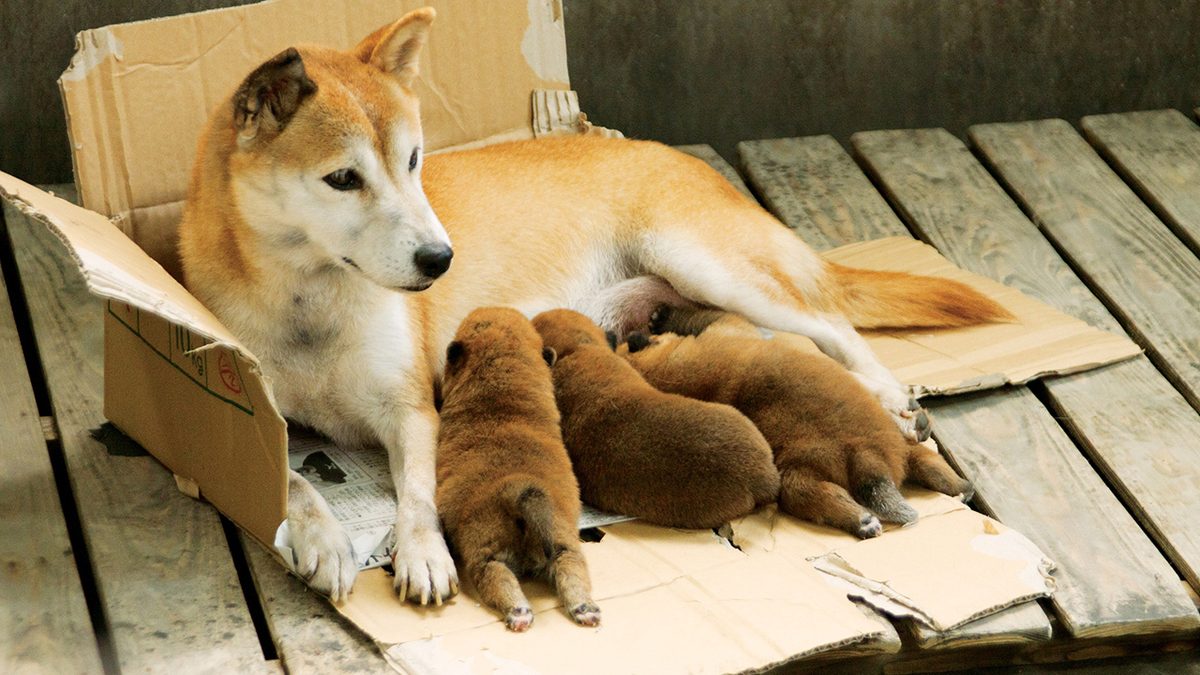 ひまわりと子犬の7日間