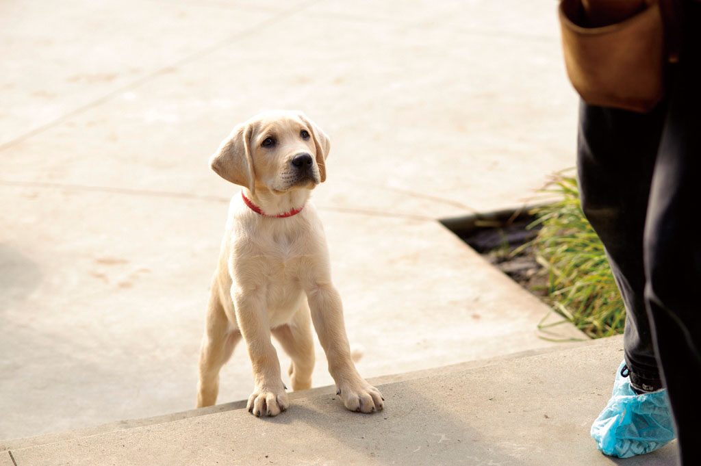 マーリー2 世界一おバカな犬のはじまりの物語