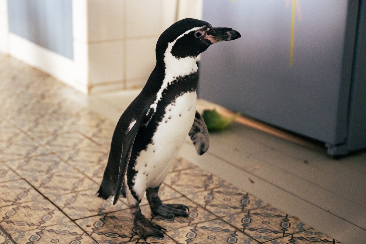 ペンギンパウルとカオスシスターズ