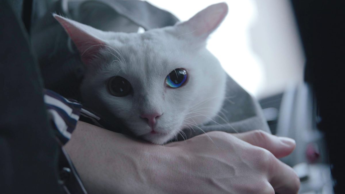 吾輩は猫である!