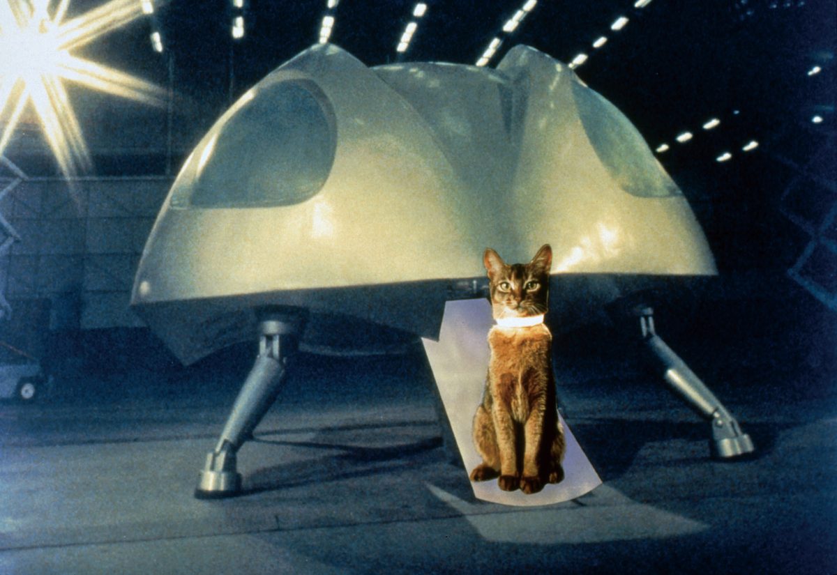 スペースキャット